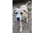 Skip, Terrier (unknown Type, Medium) For Adoption In Athens, Tennessee