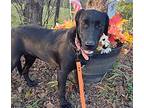 Keziah, Labrador Retriever For Adoption In Athens, Tennessee