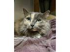 Kimchi, Domestic Longhair For Adoption In Novato, California