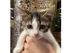 Karlie, Domestic Shorthair For Adoption In Novato, California
