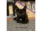 Luna Lovegood, American Shorthair For Adoption In Bethel, Connecticut
