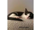 Oreo & Milkshake, American Shorthair For Adoption In Bethel, Connecticut