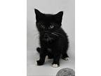 Lemon Drop, Domestic Shorthair For Adoption In New York, New York