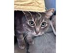 Piper, Domestic Mediumhair For Adoption In Novato, California