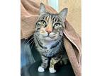 Jackie, Domestic Shorthair For Adoption In Novato, California
