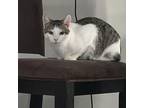 Casper, American Shorthair For Adoption In Bethel, Connecticut