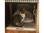 Minerva, American Shorthair For Adoption In Bethel, Connecticut