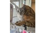 Joker, American Shorthair For Adoption In Bethel, Connecticut