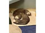 Tater, Domestic Shorthair For Adoption In Novato, California