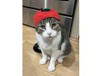 Jumbo, Domestic Shorthair For Adoption In Brooklyn, New York