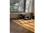 Odette, Domestic Shorthair For Adoption In Brooklyn, New York
