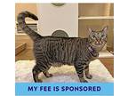 Sophia, Domestic Shorthair For Adoption In Walnut Creek, California