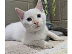 Chestnut, Siamese For Adoption In Versailles, Kentucky