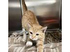 Cheese, Domestic Shorthair For Adoption In Sioux City, Iowa