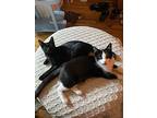 Allegra And Forte, Domestic Shorthair For Adoption In Brooklyn, New York
