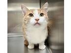 Nacho, Domestic Shorthair For Adoption In Sioux City, Iowa