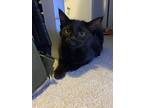 Thunder, Domestic Longhair For Adoption In Ronkonkoma, New York
