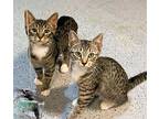 Gidget, Domestic Shorthair For Adoption In Alamo, California