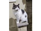 Layla, Domestic Mediumhair For Adoption In Lenhartsville, Pennsylvania