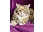 Tillie, Domestic Longhair For Adoption In Cornwall, Ontario