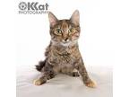 Gracie, Domestic Mediumhair For Adoption In Crescent, Oklahoma