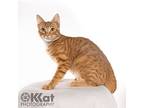 Nugget, Domestic Shorthair For Adoption In Crescent, Oklahoma