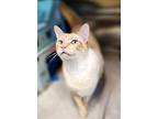 Randy, Siamese For Adoption In Cornwall, Ontario