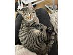 Chicklet, Tabby For Adoption In Lombard, Illinois