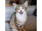 Regine, Domestic Shorthair For Adoption In Candler, North Carolina