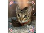 Belle See Also Tiana, Domestic Shorthair For Adoption In Holly Springs, Georgia