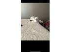 Kimbo, Domestic Shorthair For Adoption In Berthoud, Colorado