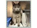 Brandon, Domestic Shorthair For Adoption In Holly Springs, Georgia