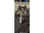Koko, Domestic Shorthair For Adoption In Berthoud, Colorado