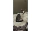 Kiki, Domestic Shorthair For Adoption In Berthoud, Colorado