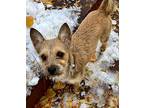 Mira, Norfolk Terrier For Adoption In Mead, Colorado