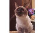 Camellia, Siamese For Adoption In Riverside, California