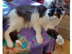 Jimmy, Domestic Mediumhair For Adoption In Riverside, California