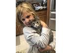 Sullivan, American Shorthair For Adoption In Cincinnati, Ohio