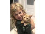 Gibson, American Shorthair For Adoption In Cincinnati, Ohio