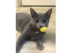 Warren, Russian Blue For Adoption In Cincinnati, Ohio