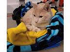 Gator, Domestic Shorthair For Adoption In Phoenix, Arizona