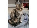 Wednesday, Maine Coon For Adoption In Phoenix, Arizona