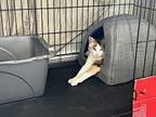 Nemo, Domestic Shorthair For Adoption In Mililani, Hawaii