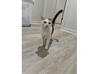 Tiny, Domestic Shorthair For Adoption In Mililani, Hawaii