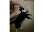 Krusty, Domestic Shorthair For Adoption In Mililani, Hawaii