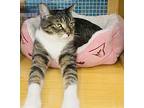 Melody, Domestic Shorthair For Adoption In Long Beach, California