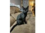 Blackjack, Domestic Shorthair For Adoption In Sechelt, British Columbia