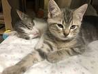 Hashbrown, Domestic Shorthair For Adoption In Sechelt, British Columbia