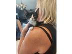 Double Stuffed Oreo - Sweets Litter, Domestic Shorthair For Adoption In Phoenix
