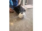 Licorice - Sweets Litter, Domestic Longhair For Adoption In Phoenix, Arizona